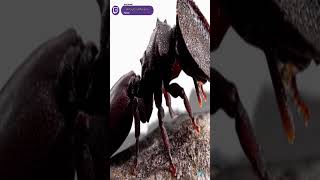 Estas Hormigas involucionan🐜🤨 youtubeshorts curiosidades datosquenosabias [upl. by Prisilla]