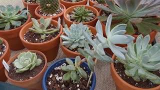 How to fix Etiolated stretched out Succulents🌵Why they start to stretch and become lenky [upl. by Jutta]