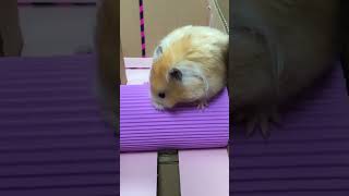 Hamster Escape the Great Maze hamster shorts viral pet [upl. by Aicatsanna]