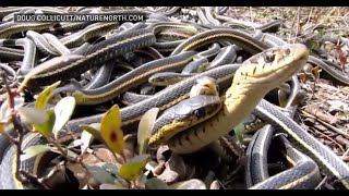 Watch as snakes get knotty in an annual spring emergence at the Narcisse Snake Den in Manitoba [upl. by Arahsit]