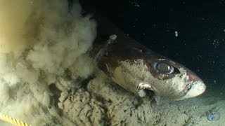 Alien Sharks Dogfish and Sleeper Shark [upl. by Conway843]