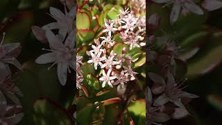 En invierno podemos ver en flor a Crassula ovata Árbol de Jade [upl. by Myca]