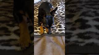 Jetzt gehts bald los🥰🐶🐾🦮❤️ hundeliebe hund zwergpinscher lieblingshund minidoberman pinscher [upl. by Storz]