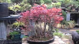 Japanese maple bonsai forest in the spring 2015 [upl. by Frederic]