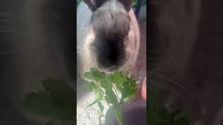 Stuffy the bunny eats parsley hear her chew bunny fluffybunny [upl. by Jeraldine919]