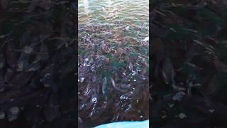 Artificial fish farming biofloc bioflocfishfarming fishing [upl. by Melisent]