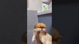 Hairdryer dulushortsviral shortvideo kucing kucinglucu [upl. by Ybrik]