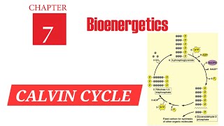 BIOENERGETICS Part4 Calvin Cycle dark reactions Ch7 BIOLOGY 7 urduhindi [upl. by Linis392]