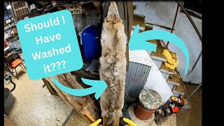 Washing Fur  Coyote Series Part 3  In The Fur Shed Series [upl. by Irene]