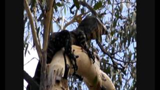 Lace Monitor Goanna attacked by a kingfisher [upl. by Etnasa91]