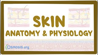 Skin anatomy and physiology [upl. by Kei]