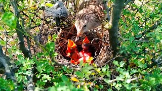 Skylark Sacrifice A Mothers Love Beyond All LimitsSkylark Love How This Bird Puts Its Chicks First [upl. by Helfant]