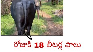 pure murrah buffalo sale రోజుకి 18 లీటర్ల పాలుpandu dairy farm [upl. by Nwatna]