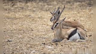 quotChinkaraThe Fast and Beautiful Antelope of Indiaquot [upl. by Lananna499]