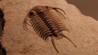 Rare Fossils of Ancient Trilobites [upl. by Digdirb]