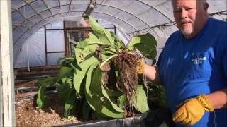 Sustainable Farming Using Comfrey in Aquaponics and Food Forest [upl. by Lymann277]