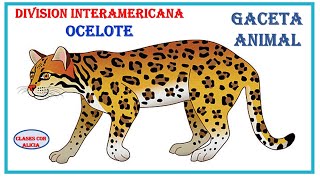 GACETA ANIMAL  EL OCELOTE  DIVISION INTERAMERICANA  MINISTERIO INFANTIL [upl. by Abijah]