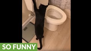 Cat flushes toilet in order to play with water [upl. by Linea24]