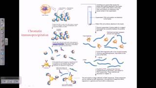 Chromatin immunoprecipitation [upl. by Redan899]