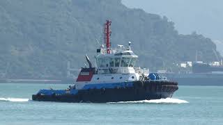 Tugboat 《WHAMPOA》Tsing Ma Bridge 20241127 [upl. by Yriek]