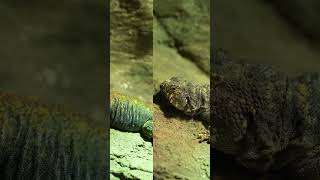 Uromastyx [upl. by Leal]