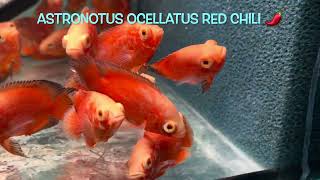 Astronotus ocellatus RED CHILI 🌶️ [upl. by Ejrog672]