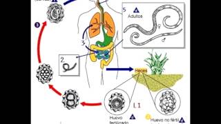 Micro Biologia NEMATODES  Generalidades y Ciclos [upl. by Yule]