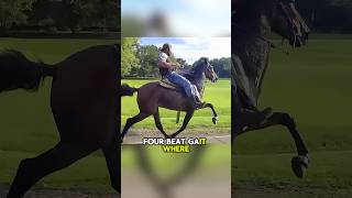 The Ambling Gate Horse，The World’s Smoothest Ride shortsviral shortsfeed shortsvideo shorts [upl. by Nisa]