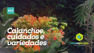 Calanchoe cuidados e variedades  Kalanchoe [upl. by Lemhaj]