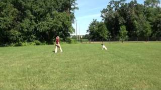 Katie German Shorthair Pointer Obedience Training demonstration [upl. by Ahswat97]