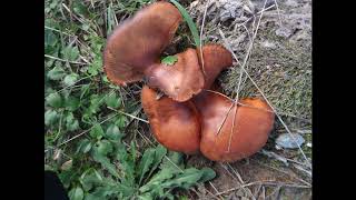 Omphalotus olearius commonly known as the jack o lantern mushroom [upl. by Oicangi]