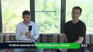 İSTİRİDYE MANTAR YETİŞTİRİCİLİĞİNDE HASAT DÖNEMİ  TEORİDEN PRATİĞE MANTAR ÜRETİMİ [upl. by Zebapda]