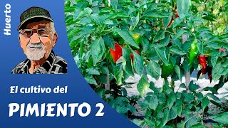 𝗣𝗜𝗠𝗜𝗘𝗡𝗧𝗢 como cultivar pimientos El cultivo completo 2ª parte [upl. by Derian]