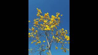 Yellow Tabebuia in full bloom photos taken from dawn day and dusk [upl. by Anerda]