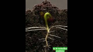 Epigeal Germination process [upl. by Egas]