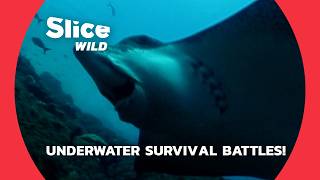 Ocean Predators Epic Underwater Battles for Survival  SLICE WILD  FULL DOC [upl. by Aihsiyt]