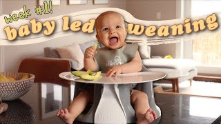 First Week of Baby Led Weaning at 6 Months Old  BLW Tips  Advice [upl. by Tevlev]