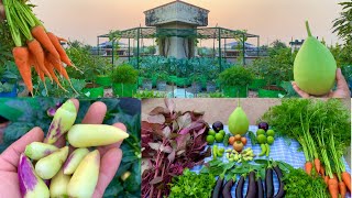 Massive Organic Vegetables Harvesting From My Terrace Garden  Harvesting Organic Vegetables [upl. by Margi]