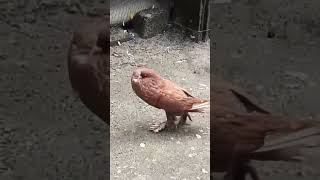 Pouter pigeon fancy pigeons [upl. by Arayk]