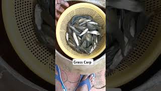 Grass Carp Fish Seed 🐟 fish grasscarp fishing [upl. by Nitsraek361]