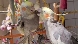 Cockatiel Singing Various cockatiel sounds to encourage your cockatiel to sing Cockatiel training [upl. by Noeruat403]