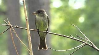 Eastern Wood Pewee calling [upl. by Alphonsa]