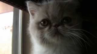 Exotic shorthair kitten tries to meow [upl. by Lynna]