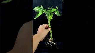 New Method To Grow Papaya From Cutting Success 100 [upl. by Paulita633]