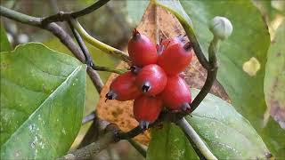 Dogwood Tree And Its Berries [upl. by Israeli838]