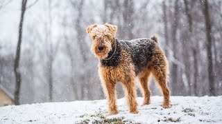 Flyball Training With Airedale Terriers The Perfect Match [upl. by Julietta]