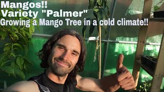 Growing Mangos in a cold weather climate Can it be done [upl. by Bertelli]