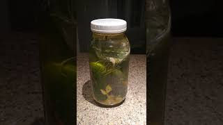 How to Burp Your Ferment Jar LactoFermentation Pickles Kimchi etc [upl. by Atiluap]