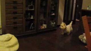 our Westies playing Tag Part 2 [upl. by Akinimod]