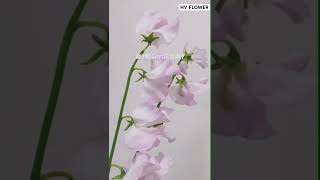 Sweet Peas are flower not beans 香豌豆 sweetpea sweetpeas flowers [upl. by Sarajane]